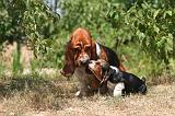 BASSET HOUND 172